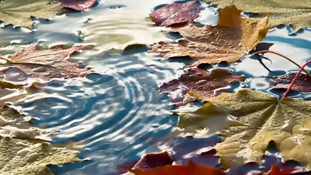 雨滴落在树叶上视频素材