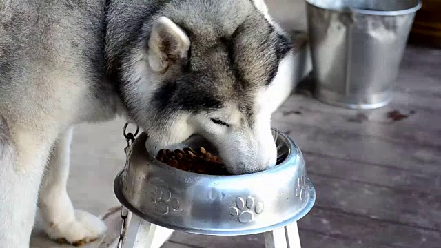 西伯利亚哈士奇吃食物视频素材