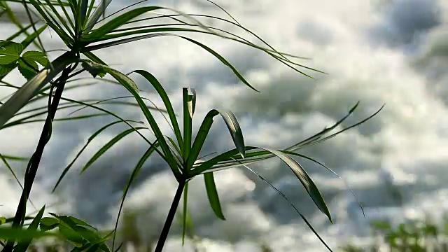 森林中美丽的小瀑布，以草为前景，以流水为背景视频素材