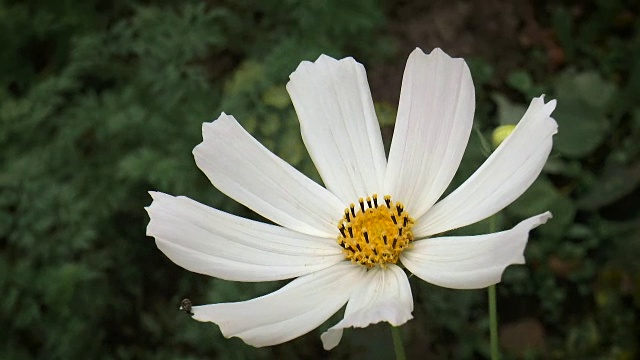 花园的花视频素材