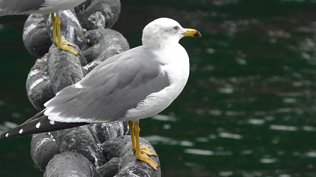 特写的海鸥视频素材