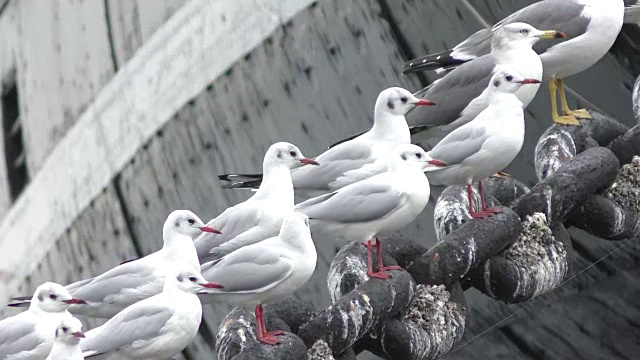 海鸥种群视频素材