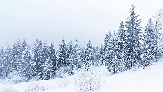 冬季景观与高云杉和雪山视频素材