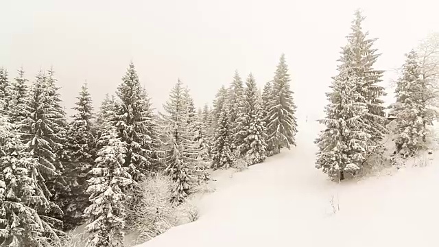 冬季景观与高云杉和雪山视频素材