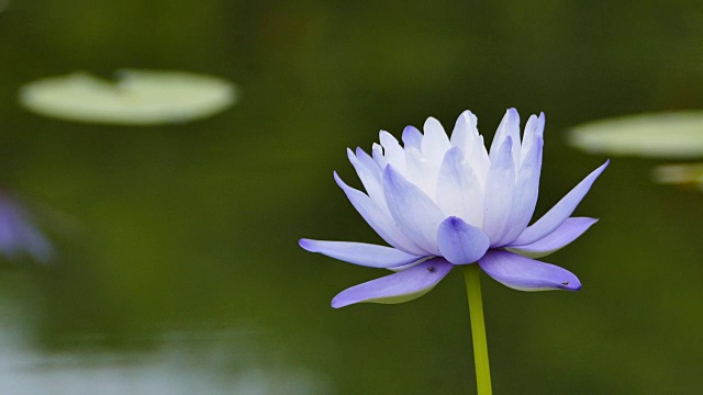 池塘里的蓝莲花。视频素材