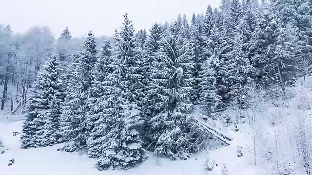 冬季景观与高云杉和雪山视频素材