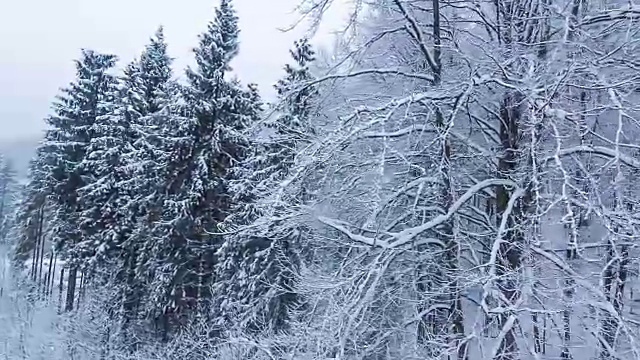 冬季景观与高云杉和雪山视频素材