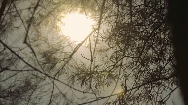 阳光透过树叶视频素材