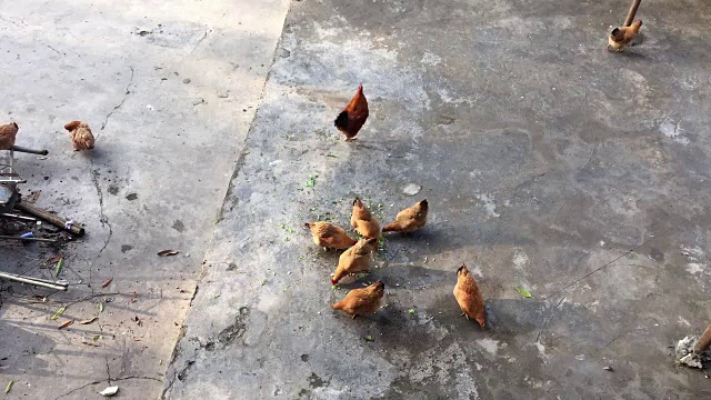 在地上吃鸡，时间流逝视频素材