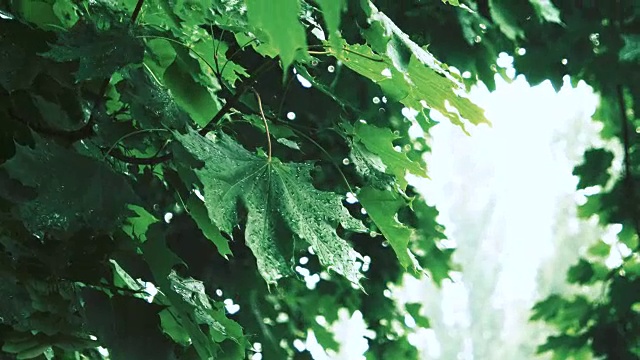 雨在绿树的森林里视频素材