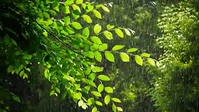 春天的绿树在多雨的天气里视频素材