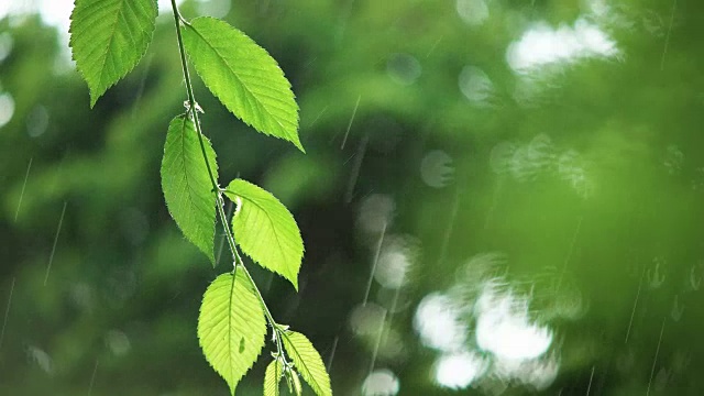 绿叶在雨天视频素材