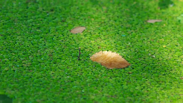 背景是绿色的沼泽草。浮萍视频素材