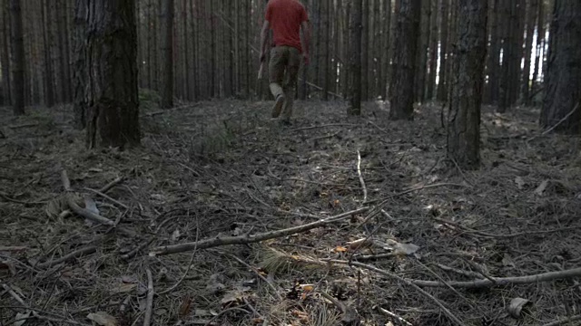 穿红衬衫的年轻人正在穿过针叶林。后视图。视频下载