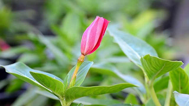 长春花的蓓蕾在微风中摇曳视频素材