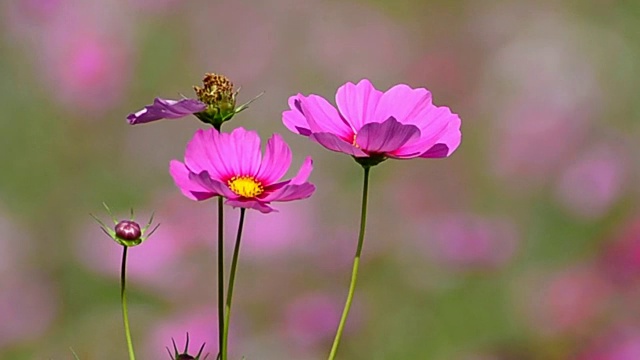 美丽的宇宙花在微风中摇曳视频素材