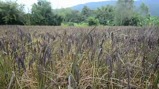 稻田和黑稻穗视频素材