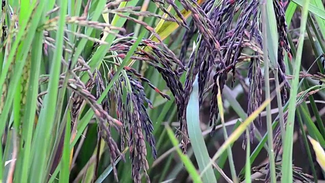 稻田和黑稻穗视频素材