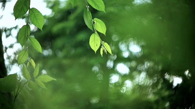 翠绿的树枝下着淅淅沥沥的雨点视频素材