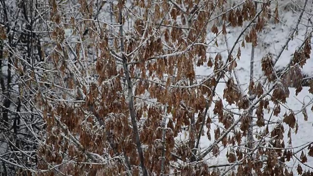 雪花飘落在盒子接骨木树枝和萨马拉斯视频素材