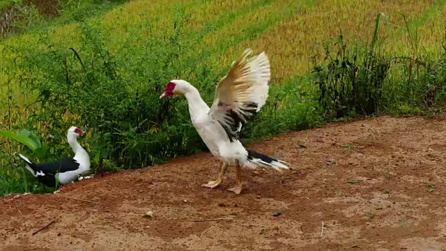 动物,鸟嘴视频素材