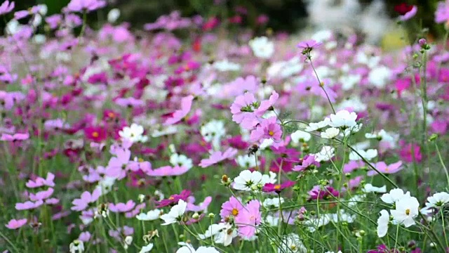 美丽的宇宙花在微风中摇曳视频素材