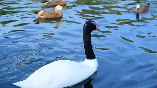 黑颈天鹅在池塘里游泳视频素材