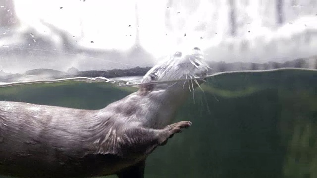 水獭在游泳和玩耍视频素材