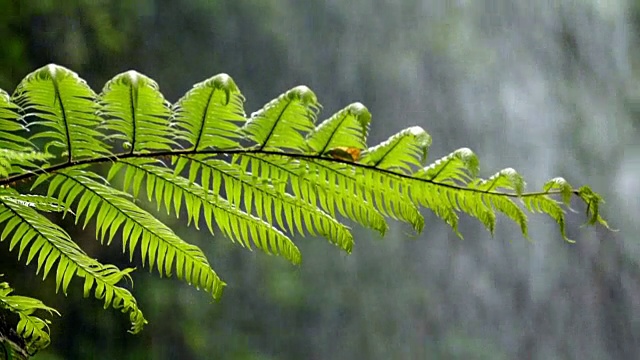 特写蕨类与背景水下降。慢动作视频素材