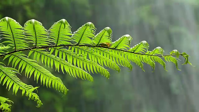 特写蕨类与背景水下降。视频素材