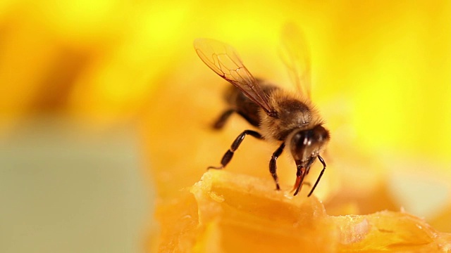 蜜蜂采集蜂蜜视频素材