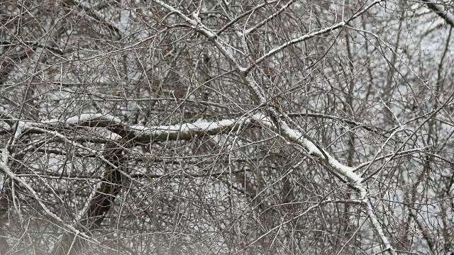 雪落在光秃秃的树枝上视频素材