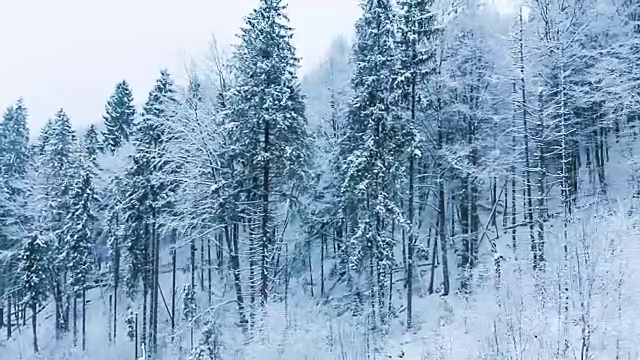 冬季景观与高云杉和雪山视频素材