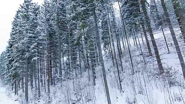 冬季景观与高云杉和雪山视频素材