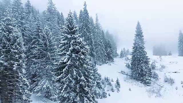 冬季景观与高云杉和雪山视频素材