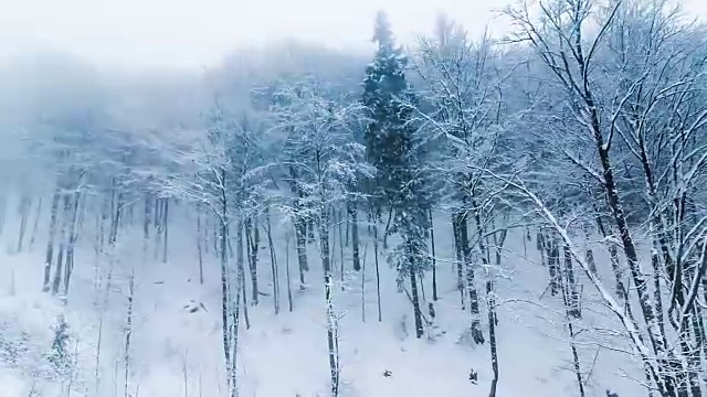 冬季景观与高云杉和雪山视频素材