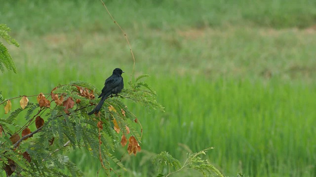 田野里的树枝上有一只黑色的卷尾猴视频素材