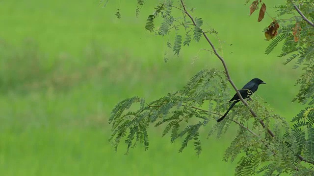 田野里的树枝上有一只黑色的卷尾猴视频素材