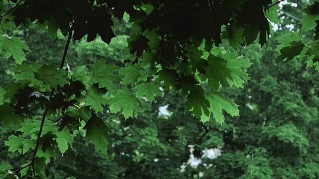 翠绿的树枝下着淅淅沥沥的雨点视频素材