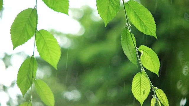 绿叶在雨天视频素材