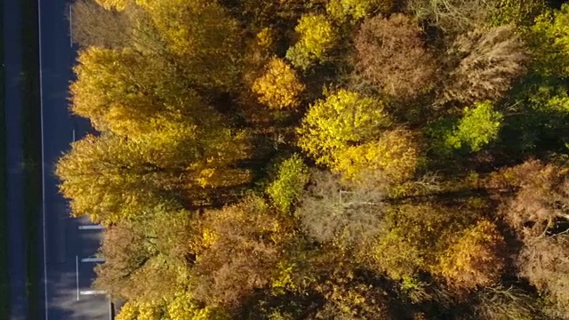 穿过森林的路视频素材