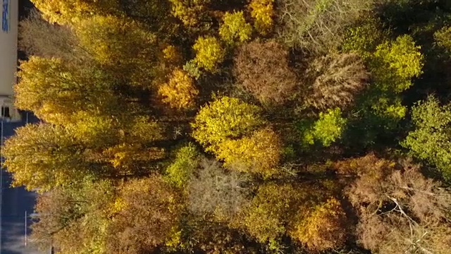 穿过森林的路视频素材