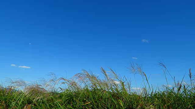 秋天/芦苇视频下载