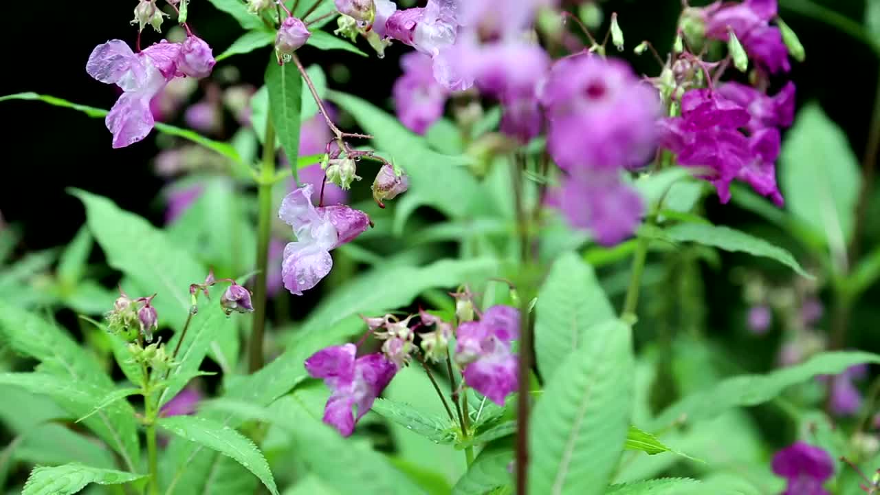 凤仙花是原产于喜马拉雅山的大型一年生植物视频素材