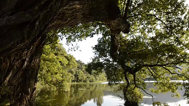 一棵树倒映在湖中视频下载