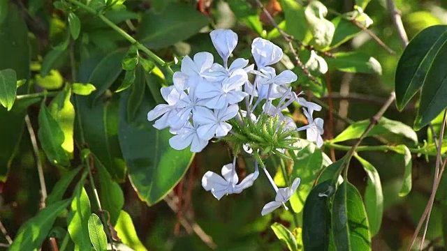 装饰树与蓝色的花视频下载