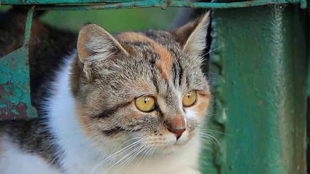 黄眼睛的猫视频素材