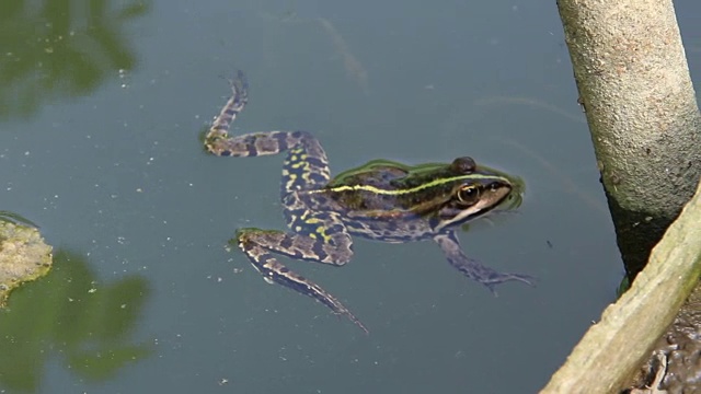 青蛙视频素材