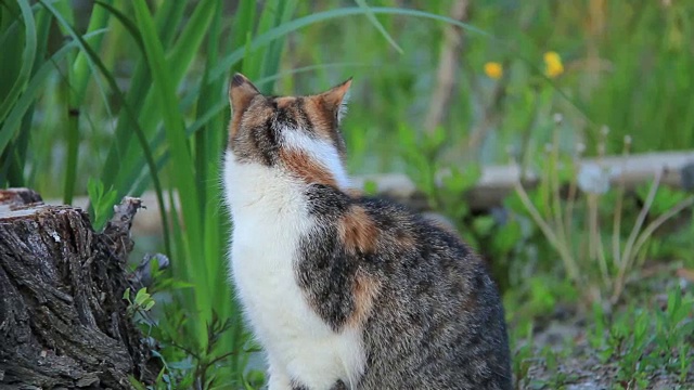 漂亮的小猫视频素材