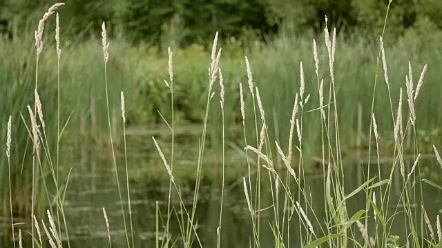 河岸上的干草。视频素材